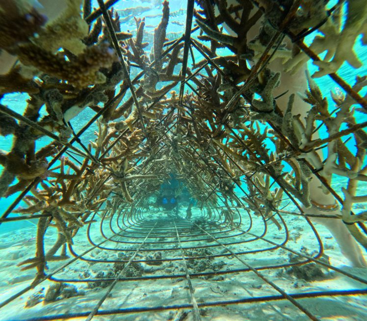 A frame covered with corals on sandy seafloor