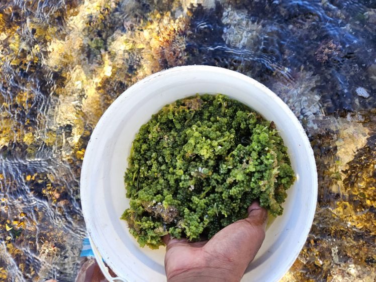 Green organic material in a bucket held over shallow water