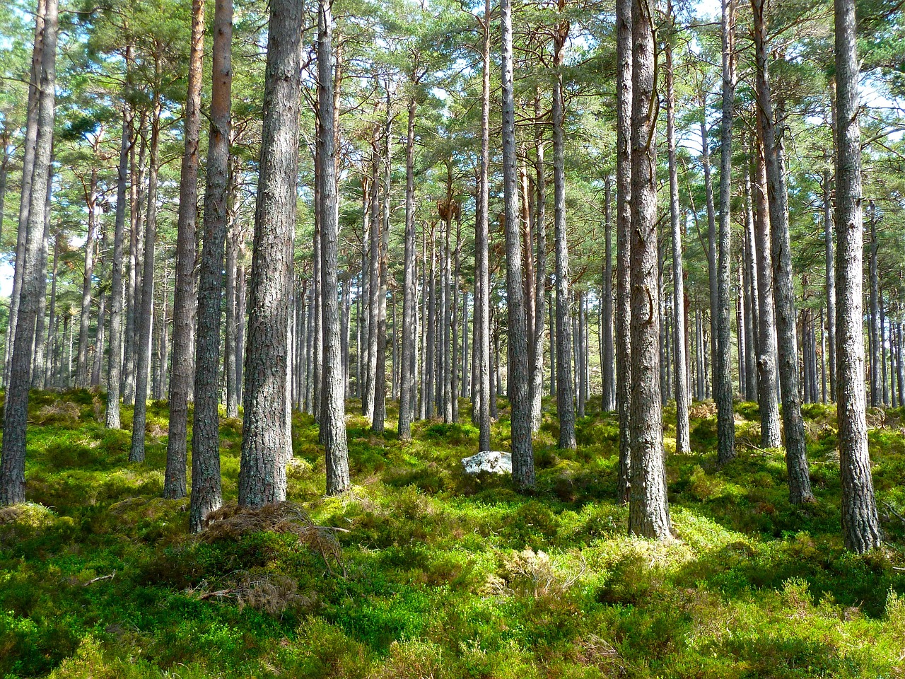 a pine forest