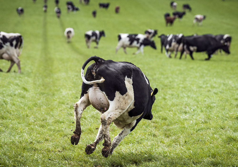 a joyful cow on a field,