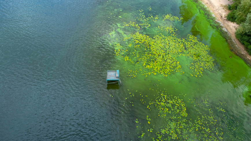 En grön smet av alger i vattnet. (Foto: Mostphotos)