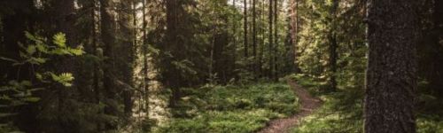En stig genom en skog. 