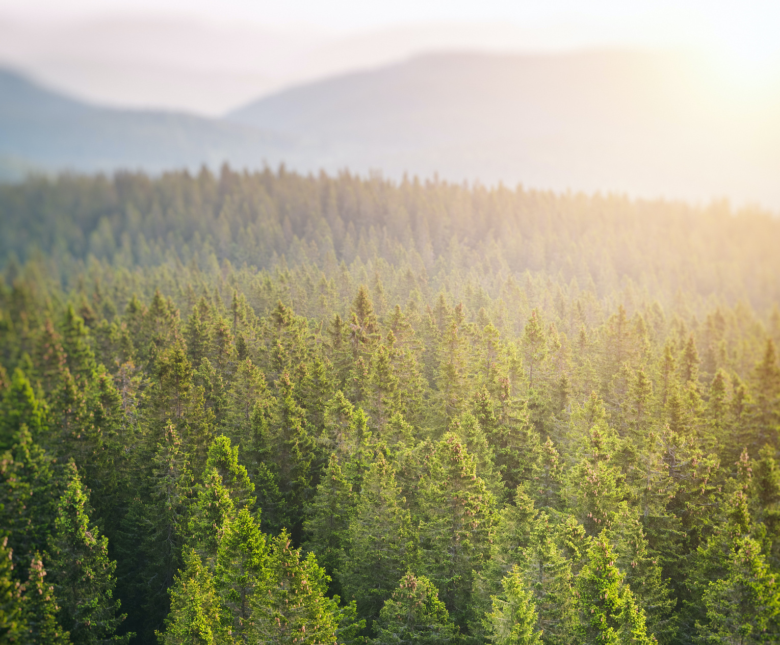 Pine forest from above