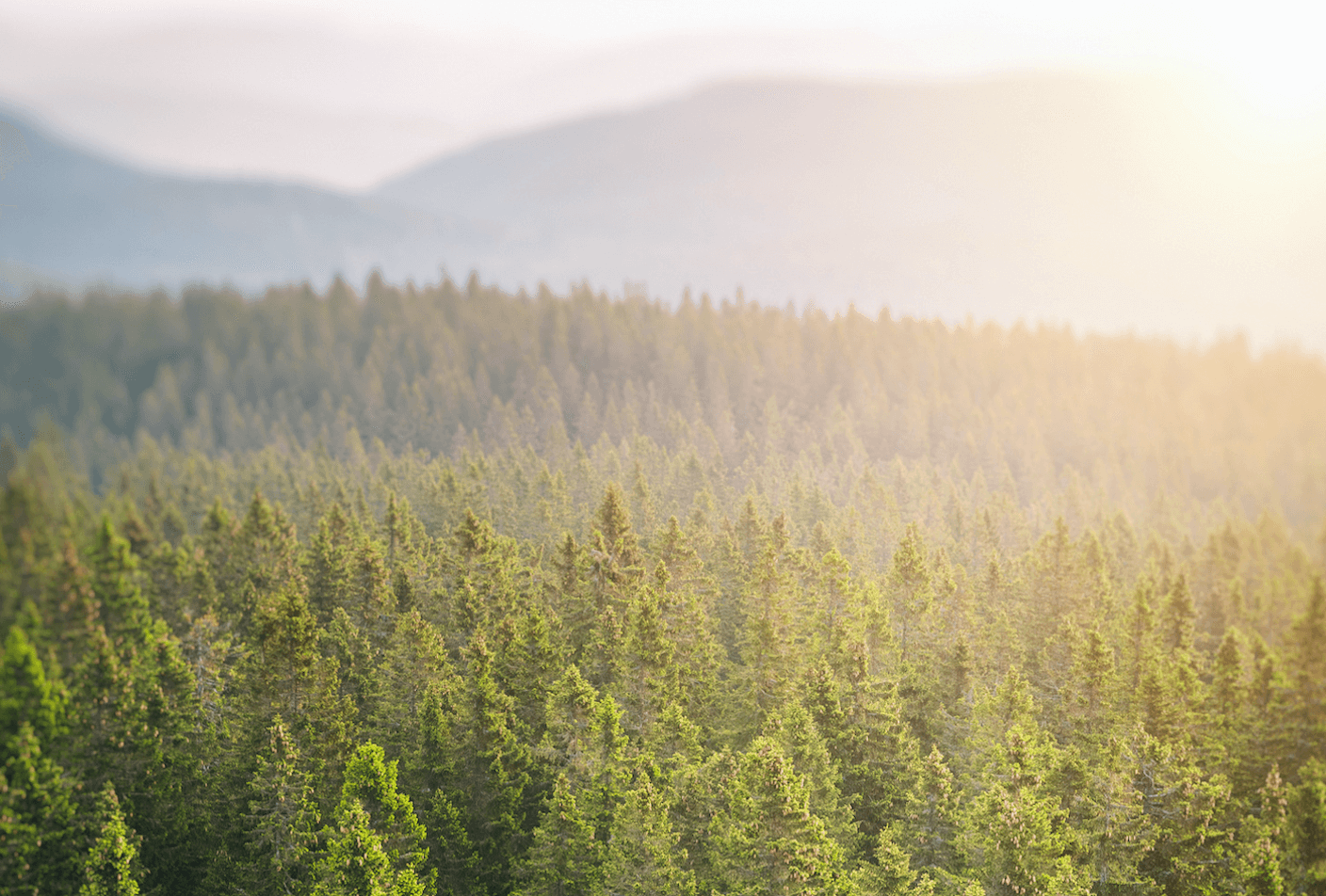 pine forest from above