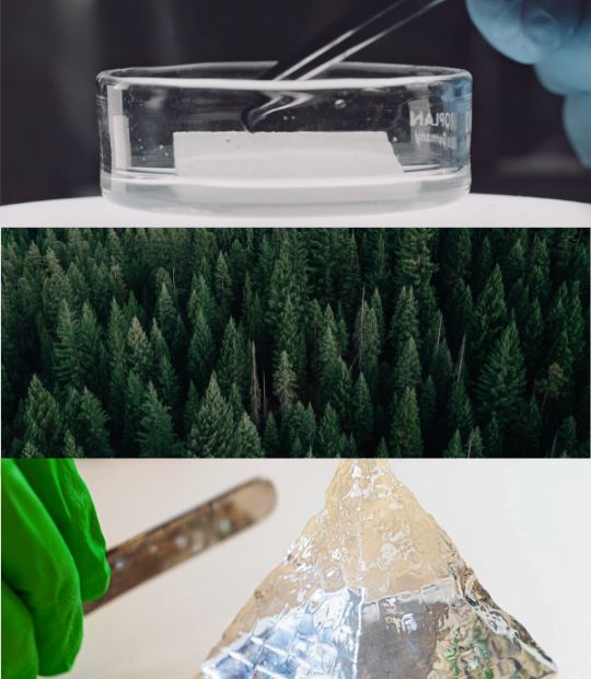 Pine trees in a forest and research images