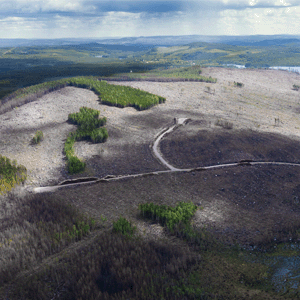 Om skogen