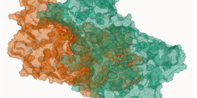 The Rubisco enzyme fixes carbon dioxide in algae and plants. 