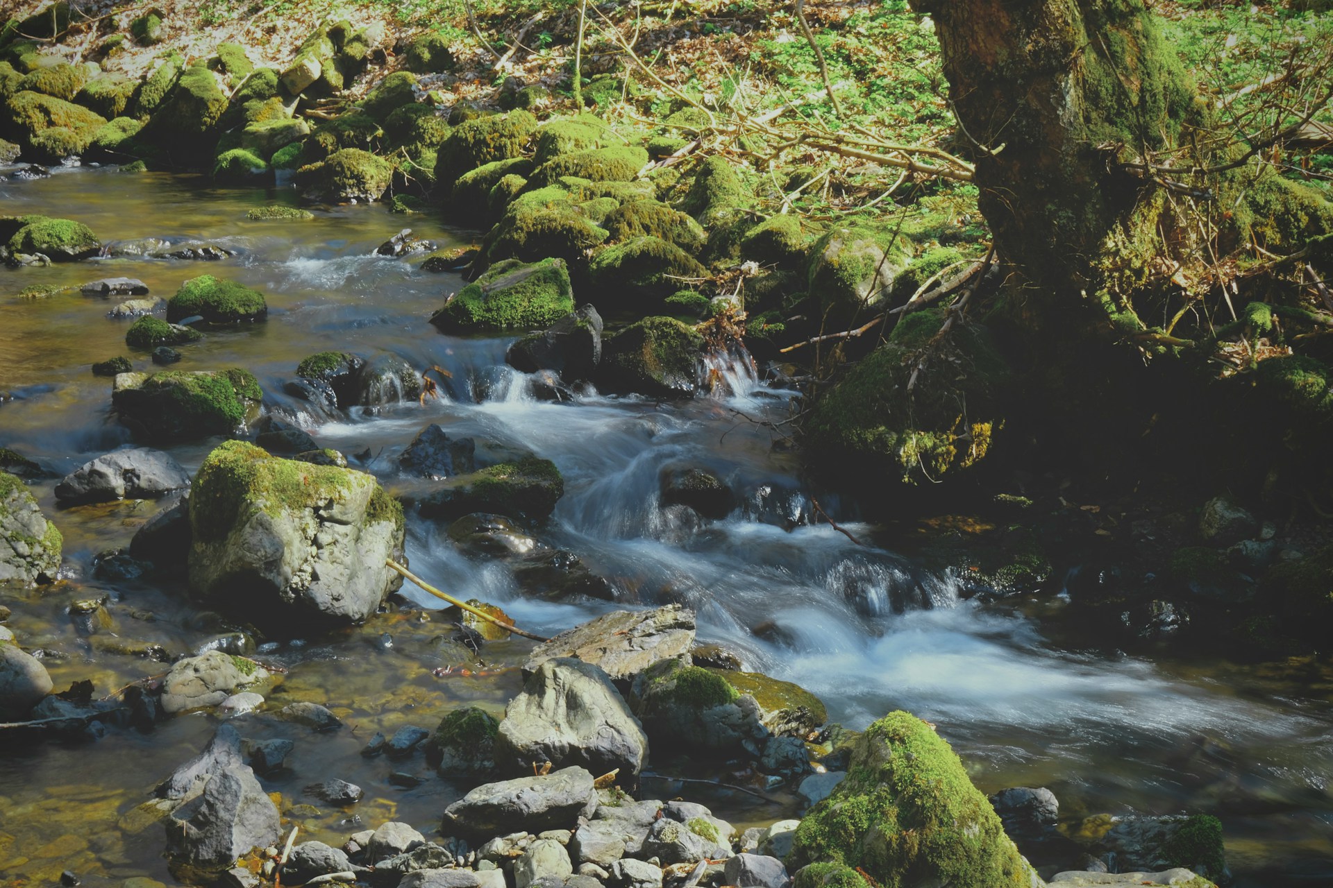 Picture of a stream in a forest. 