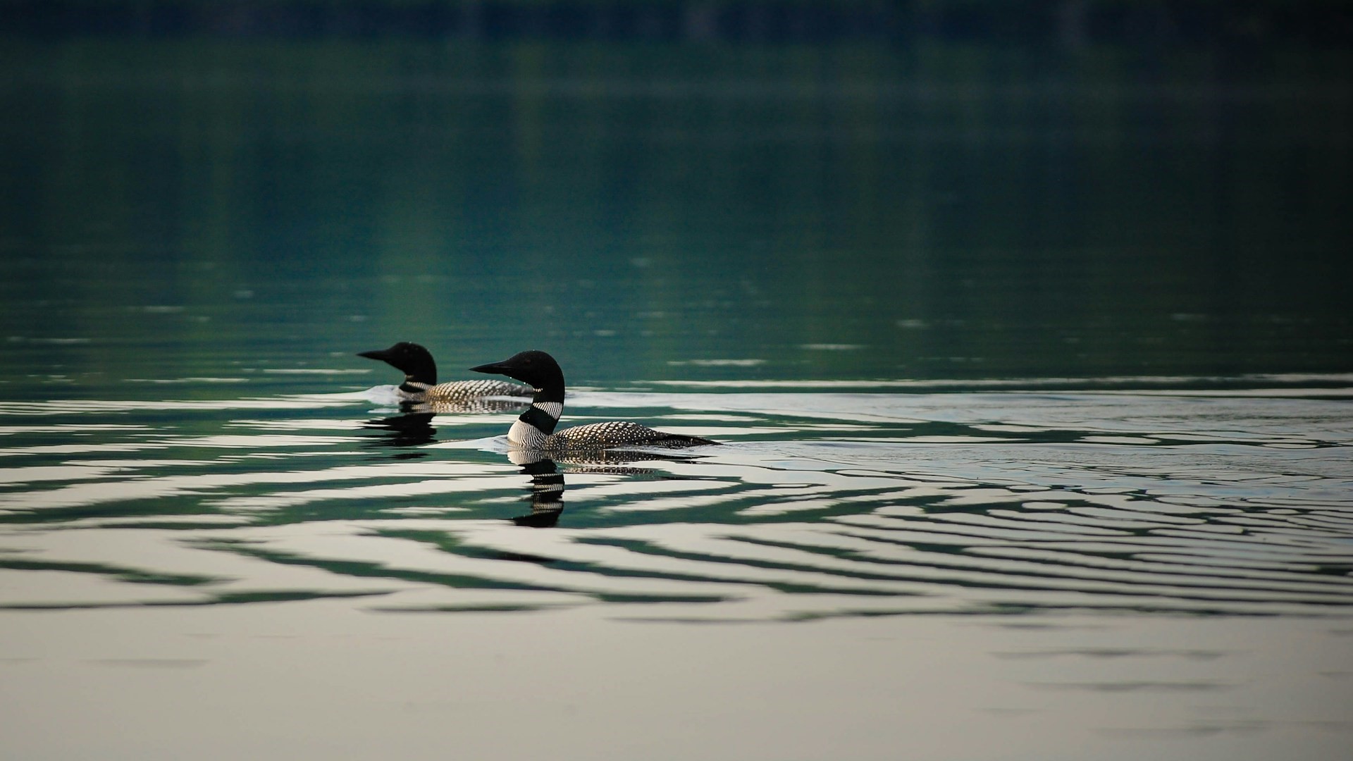 Two ducks swimming in a river. 